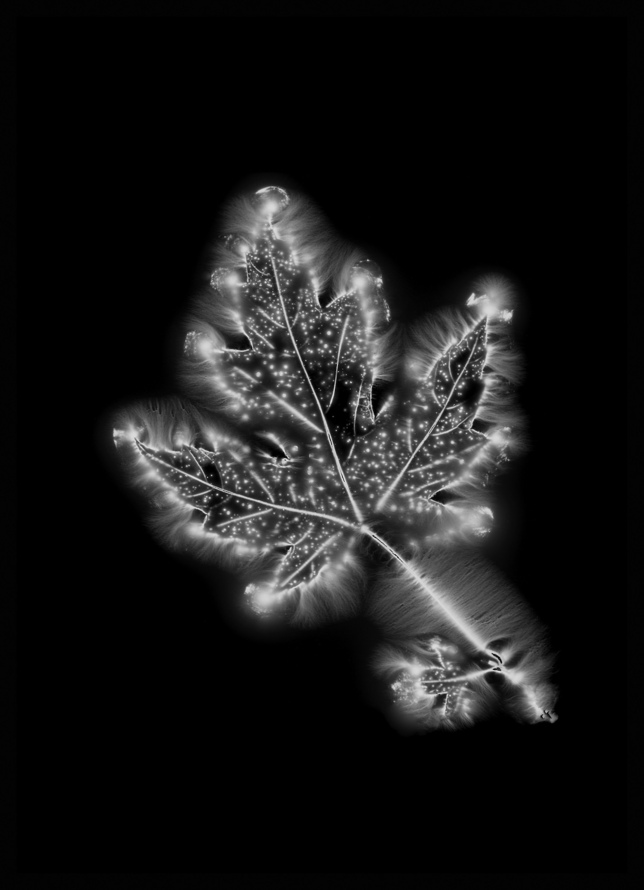 DEEDS NEWS - POSITIONS Berlin - Marie-Jeanne Musiol_Bodies of Light no. 917 - courtesy_Pierre-Francois Ouellette art contemporain