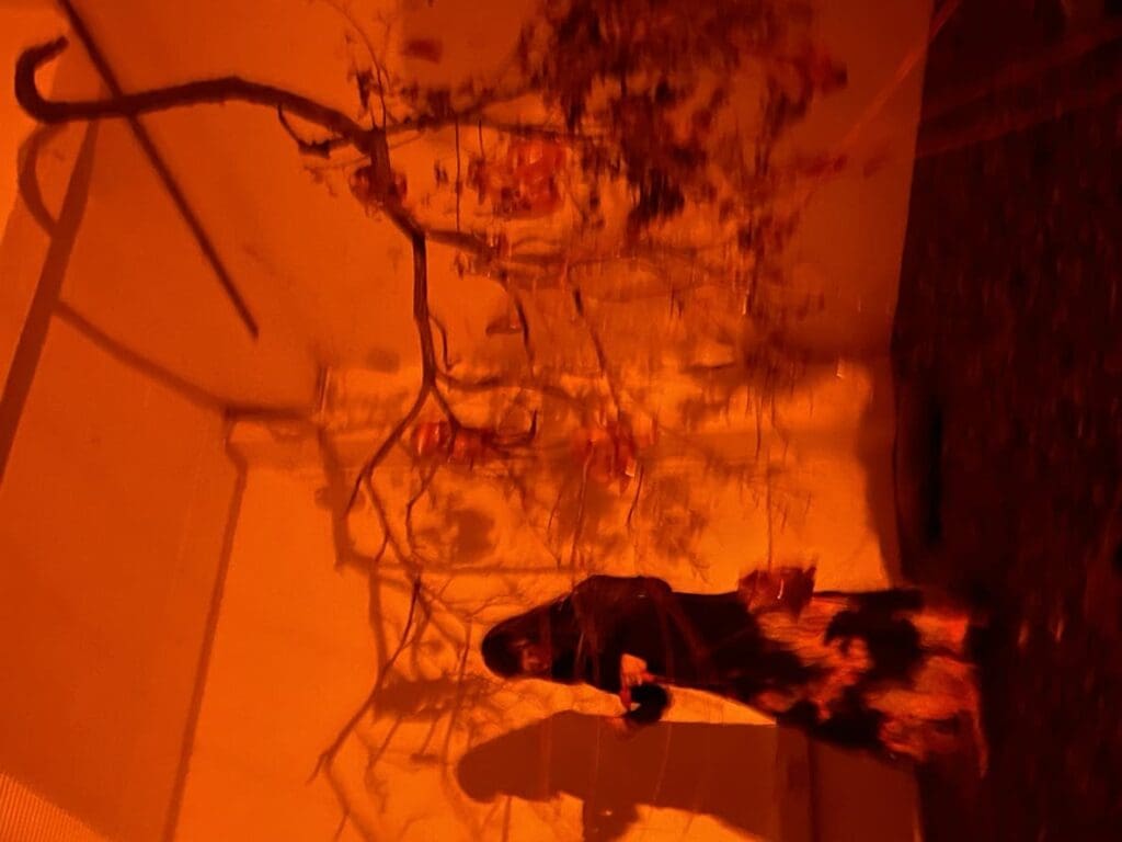 DEEDS NEWS – Xiao Zhang – The Politics of Appetite – Photo Xiao Zhang