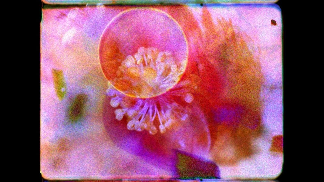 Colectivo Los Ingrávidos, El Nido del Sol, 2021, 16mm, color, sound